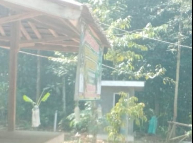 Parah, Bibit Durian Dari Progam Ketapang 2024 Desa Mekarsari Kecamatan Saketi Ditanam dikebun Kepala Desa