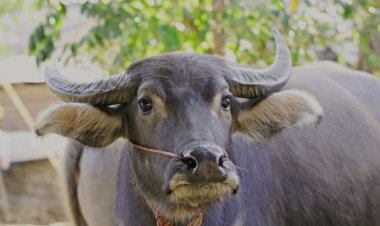 Dugaan BPD Kananga Jual Kerbau KETAPANG Ternyata Hanya Kesalahan Fahaman.