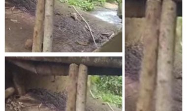 Jembatan Jalan Poros Desa Sinar Jaya Disinyalir Membahayakan Kendaraan Yang Melintas, GWI Ucap "Ini PR Kedepan Untuk Bupati Dan Gubernur Terpilih"
