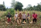 Korda Gempita Pandeglang Panen Jagung, Dorong Swasembada Pangan Indonesia