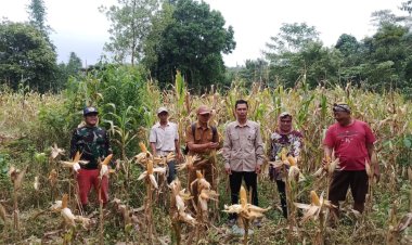 Korda Gempita Pandeglang Panen Jagung, Dorong Swasembada Pangan Indonesia