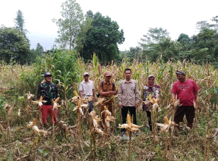 Korda Gempita Pandeglang Panen Jagung, Dorong Swasembada Pangan Indonesia