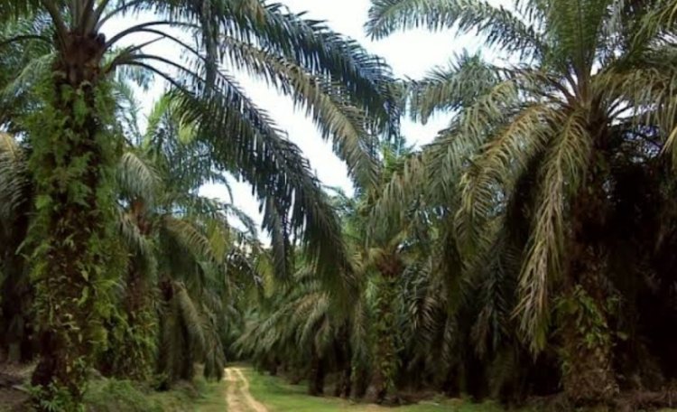 Diduga Banyak Terjadi Pelanggaran Di PTPN Kertajaya Apddeling III Sanghiang, DPC GWI Pandeglang Ajak BPPKB Pandeglang  Lakukan Audiensi & Konferensi Pers