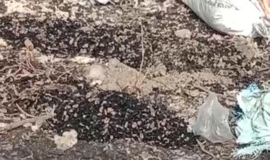 DPC GWI Minta DLHK Banten Periksa PT. MBI Yang Timbun Batubara Di Pulau Popole