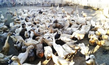 Program Ketapang 2024 Desa Cigondang Diduga Tak Berwujud, 25 Juta Teranggarkan Untuk Ternak Bebek.