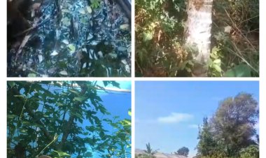 Ternak Ayam Di Desa Sukamanah Disinyalir Meresahkan Masyarakat Sekitar.