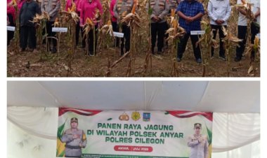 Kapolsek Anyer Bersama Kapolres Cilegon, Panen Jagung Ketahanan Pangan Diatas Tanah 7 Hektar.