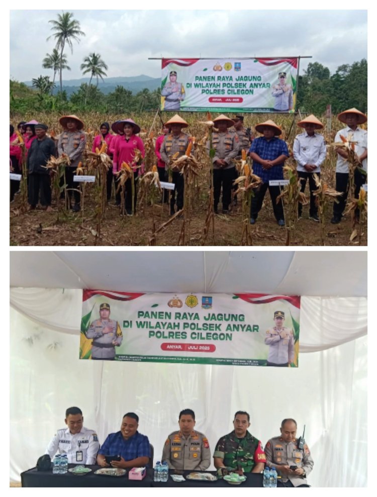 Kapolsek Anyer Bersama Kapolres Cilegon, Panen Jagung Ketahanan Pangan Diatas Tanah 7 Hektar.