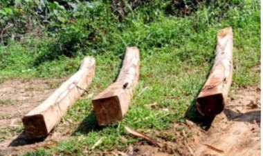 Hoax Dugaan Skandal Penebangan Liar Seret Nama Oknum Dinas,Di Ragukan Kebenaran.