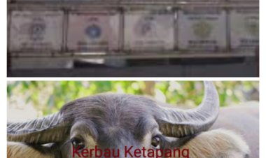 Kasus Dugaan Penjualan Kerbau Ketapang Desa Laban Jaya Akan Dibawa LSM PPB ke Aparat Penegak Hukum