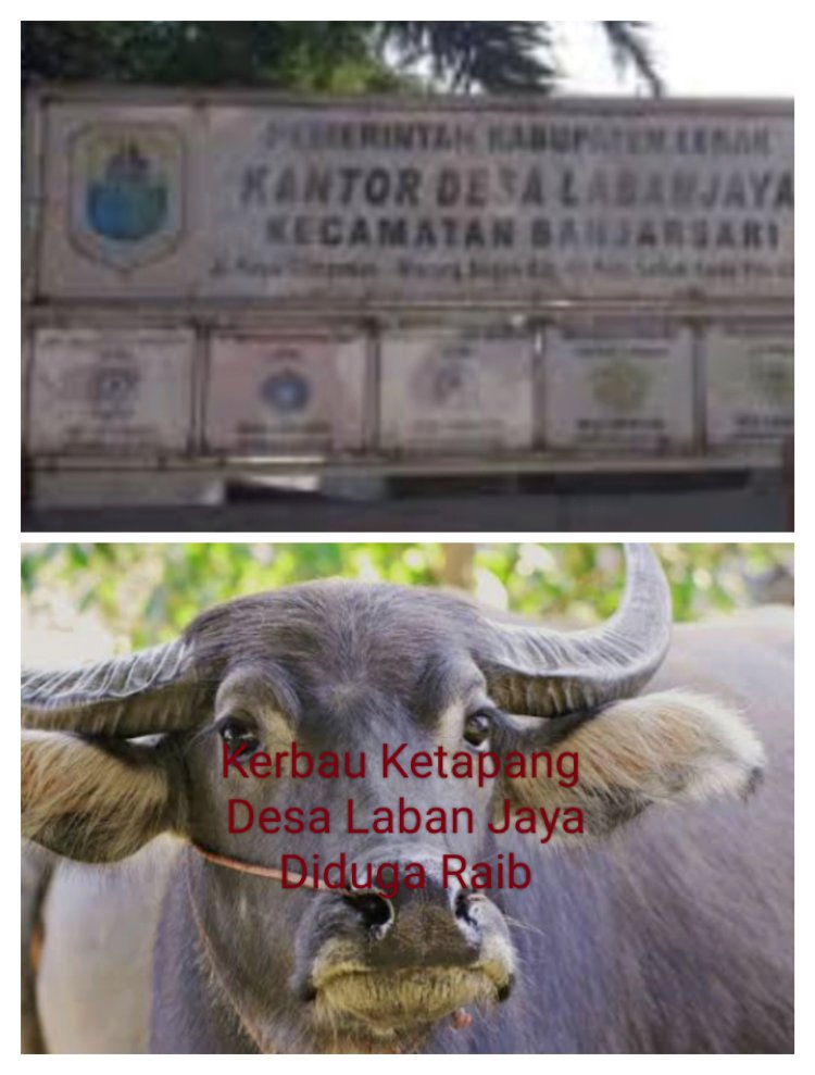 Kasus Dugaan Penjualan Kerbau Ketapang Desa Laban Jaya Akan Dibawa LSM PPB ke Aparat Penegak Hukum