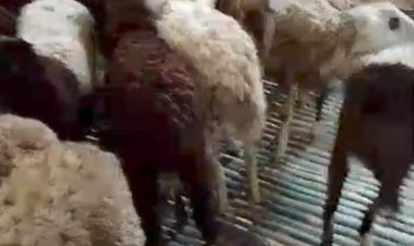 GWI Soroti Dugaan Manipulasi Anggaran Ketapang Tahun 2025 Desa Turus.