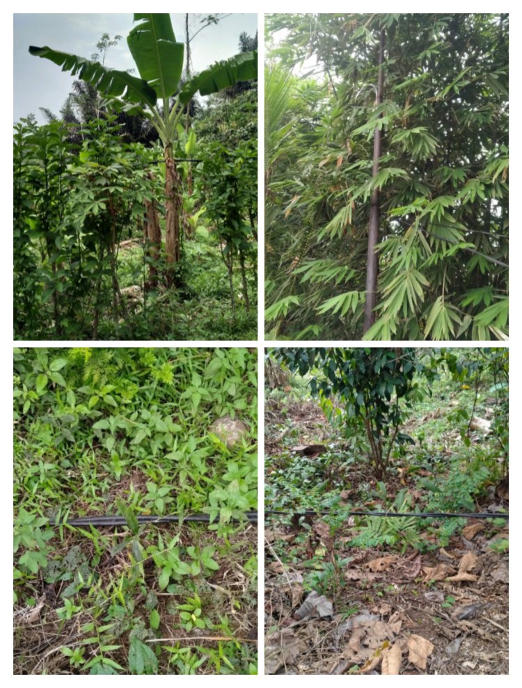 Diduga Pembiaran Maut! Kabel PLN Terjuntai di Curug Langlang, Nyawa Warga Seolah Tak Bernilai.