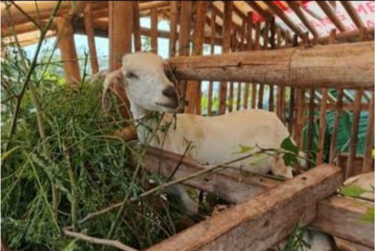 Pembelian Kambing Program Ketapang Tahun 2024 Desa Curugciung Sangat Fantastis Disinyalir Jadi Ajang Meraup Keuntungan Para Oknum