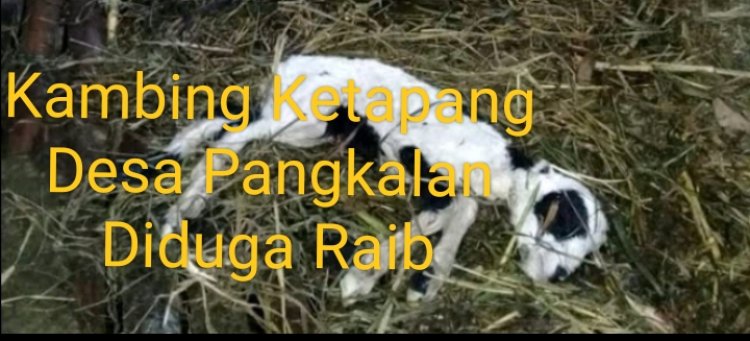 Proyek Ketapang Desa Pangkalan Diduga Jadi Kedok Korupsi Dana Desa
