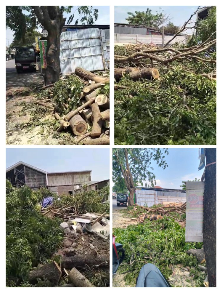 Pohon Ditebang Oleh Pertamanan Diduga Tanpa Dasar.