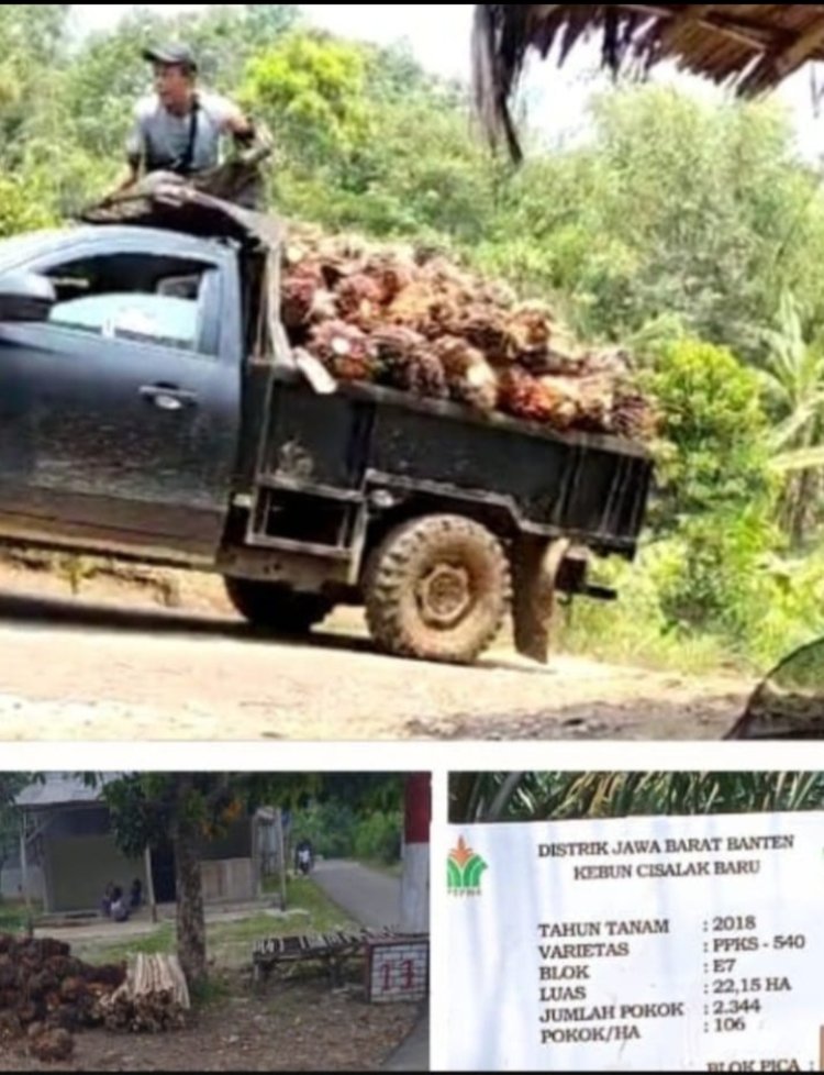 Masyarakat Desa Leuwidamar Tolak Mobil Pengangkut Sawit Milik PTPN Melintasi Jalan Poros Desa.