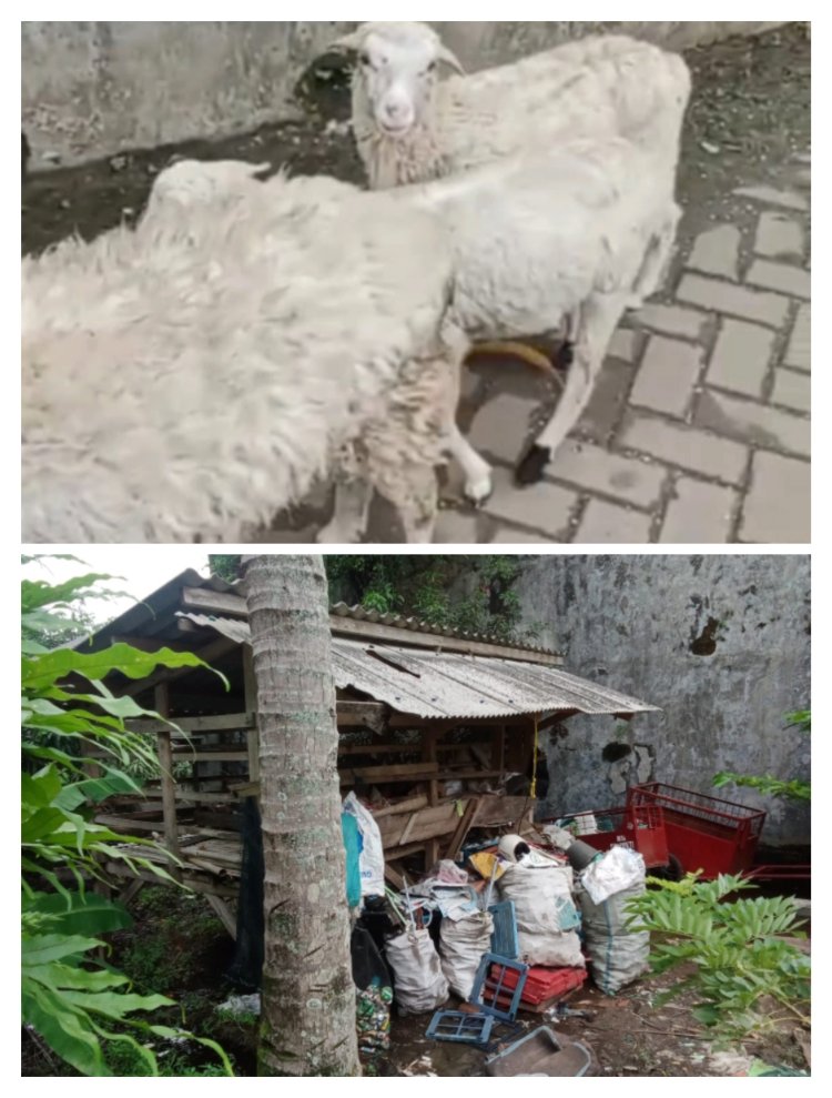 Dana Desa SidaMukti Diduga Tak Jelas: Hewan Kambing Ketapang Raib,Kandang Kambing Jadi Tempat Rongsok