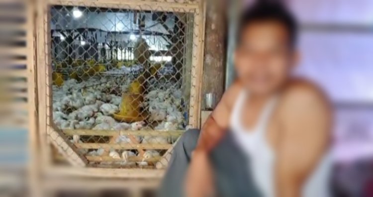 Diduga Bertahun-tahun Beroperasi Tanpa Izin, Empat Kandang Ayam di Panimbang Ganggu Warga — Bau Busuk, Lalat, dan Pembiaran!