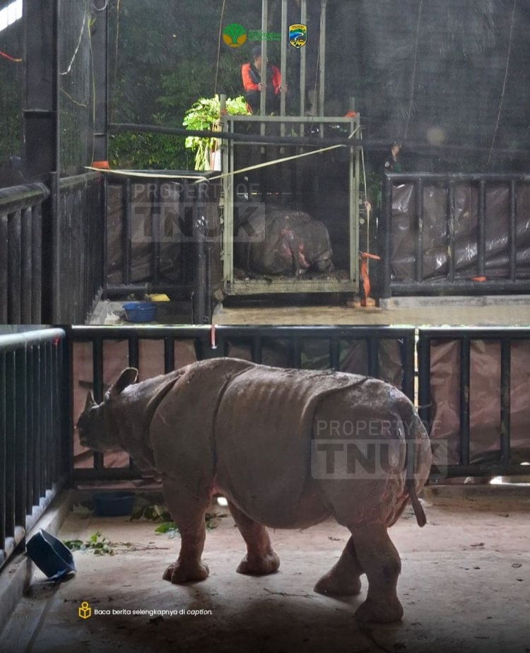 Translokasi Badak Jawa Ujung Kulon Dengan Dukungan Transportasi KAPA K-61 Marinir TNI, Seekor Badak Jantan Berhasil Dipindahkan.