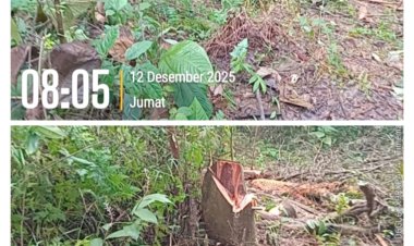 Gabungan Media Dan Lembaga Sorot Dugaan Pembalakan Liar Di Wilayah Perhutani BKPH Gunung Kecana