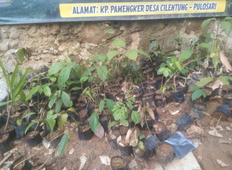 .Villa Emas Pamengker Lakukan Konservasi Penanaman Pohon Di Gunung Pulosari Oleh Para Pendaki