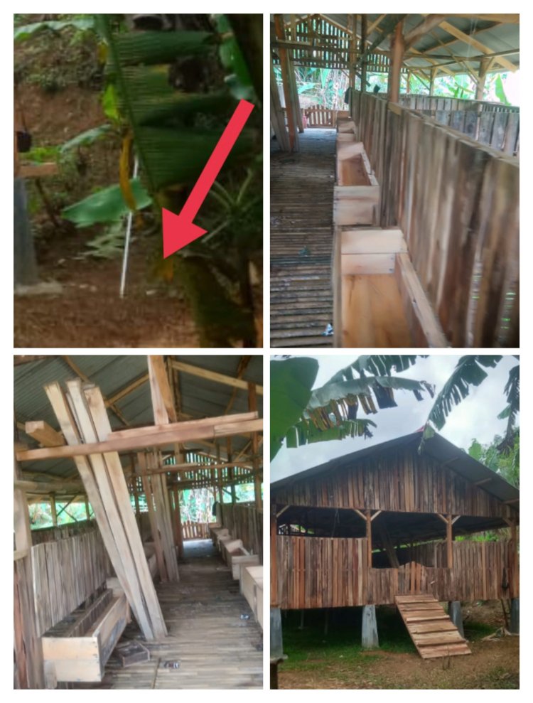 Ketapang Desa Nanggerang Kecamatan Cirinten Gelap -- LSM GMBI: Dinas Terkait Jangan Tutup Mata.