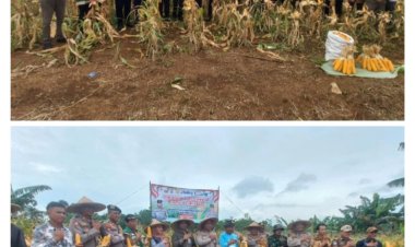 Panen Raya Jagung Didesa Ciandur Kecamatan Saketi Sukses Terselenggara.