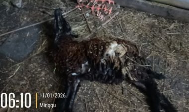 Diduga Bermasalah, Program Ketahanan Pangan BUMDes Turus Terancam Gagal Produksi, Tiga Ekor Kambing Mati
