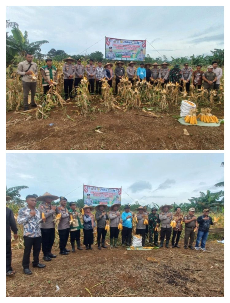Panen Raya Jagung Didesa Ciandur Kecamatan Saketi Sukses Terselenggara.