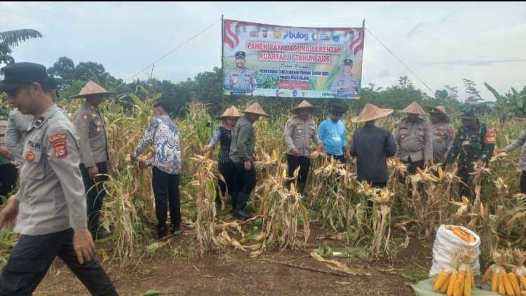 Wakapolres Pandeglang, Didampingi Plt Kadis DPKP Laksanakan Panen Raya Jagung Kuartal IV Tahun 2025, Polres Pandeglang di Kecamatan Saketi,