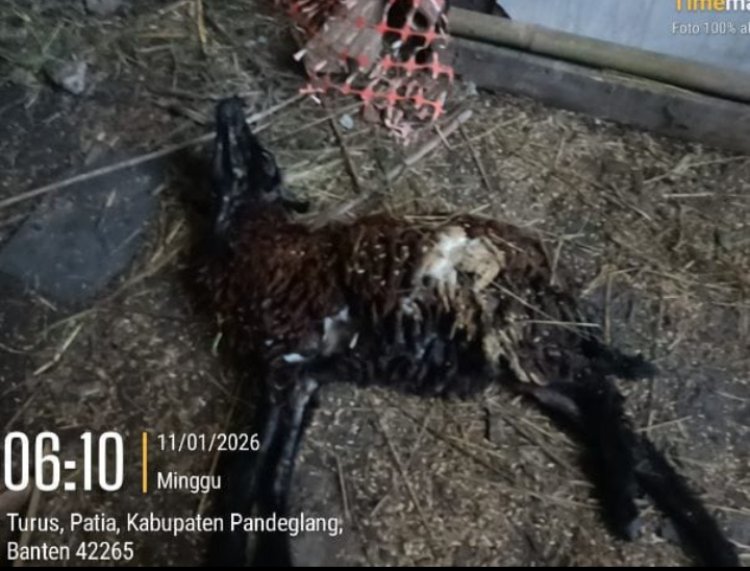 Diduga Bermasalah, Program Ketahanan Pangan BUMDes Turus Terancam Gagal Produksi, Tiga Ekor Kambing Mati