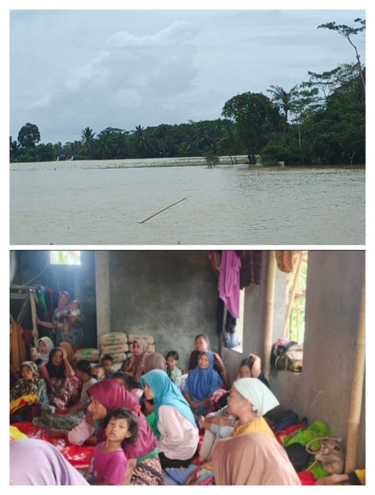 Ribuan Hektar Sawah Gagal Panen, Petani Alami Kerugian Besar