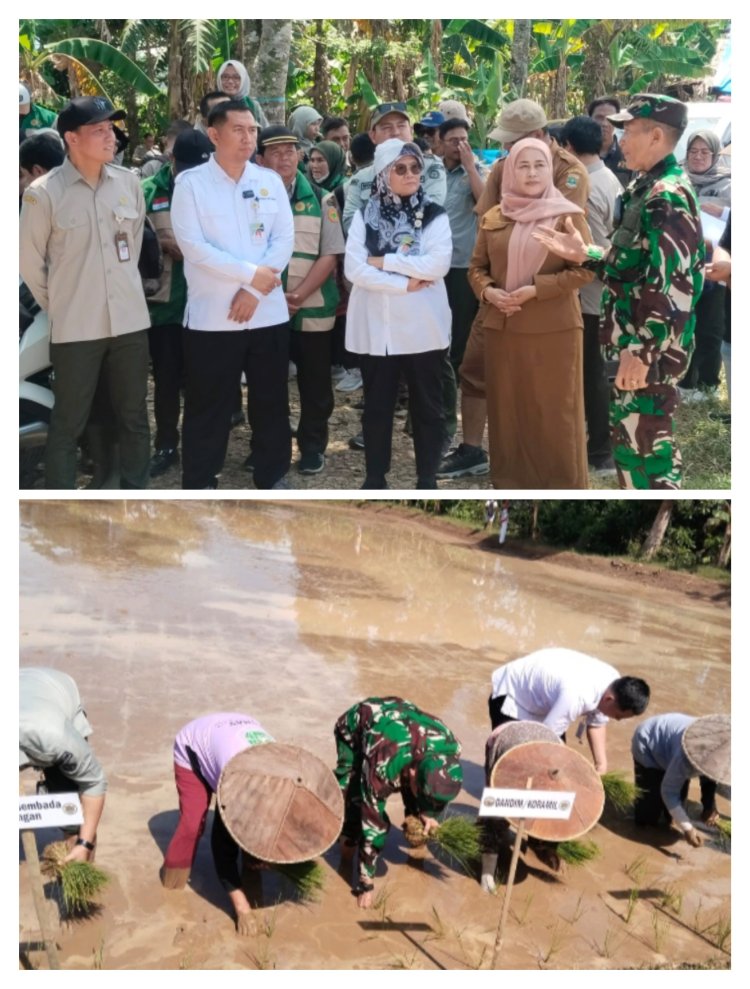 Danramil 0106/Menes Kodim 0601/Pandeglang Turun Ke Sawah Dalam Kegiatan Tanam Padi Sawah Dan Pertemuan Para Penyuluh Pertanian Kabupaten Pandeglang