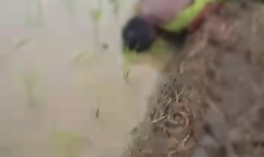 Seorang Petani Kampung Pesanggrahan Desa Sobang Tersambar Petir di Sawah 