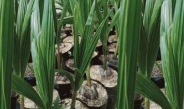 Diduga Kades Nanggala  Tidak Melunasi Pembayaran Bibit Kelapa.