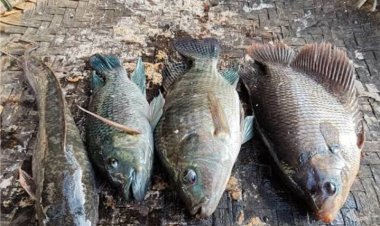 Dugaan Katapang Fiktif Desa Nanggala Cikeusik, Dana Desa Ratusan Juta Diduga Menguap, Tidak Produksi--GWI:Dana Desa Amanat Undang undang.