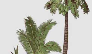 60 Juta Bibit Kelapa Nias Tak Kunjung Dibayar Dedi Irmawan Akan Laporkan Oknum Kades Nanggala