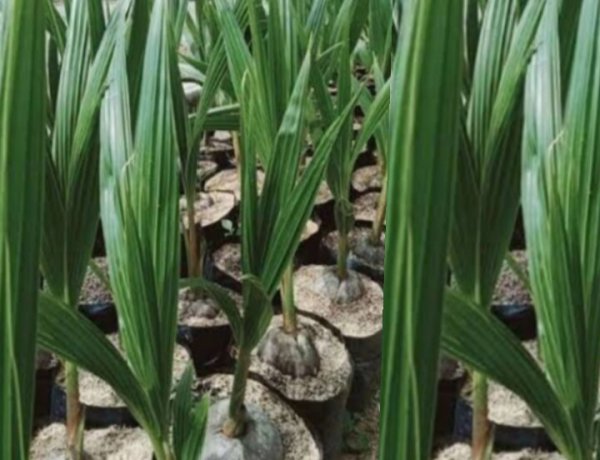 Diduga Kades Nanggala  Tidak Melunasi Pembayaran Bibit Kelapa.