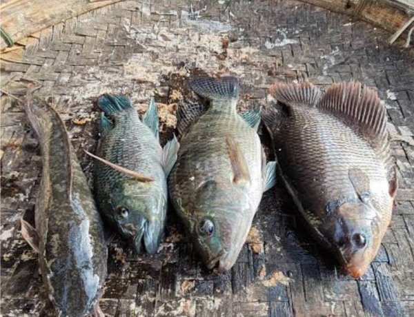 Dugaan Katapang Fiktif Desa Nanggala Cikeusik, Dana Desa Ratusan Juta Diduga Menguap, Tidak Produksi--GWI:Dana Desa Amanat Undang undang.