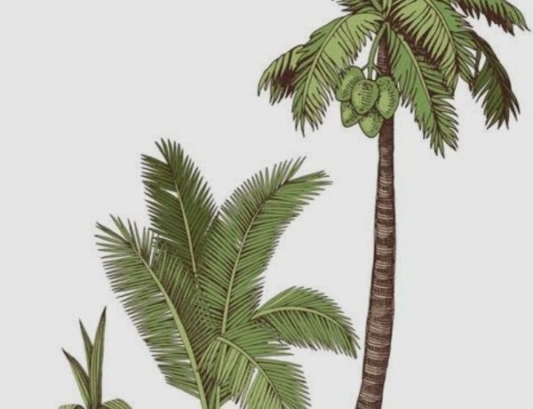 60 Juta Bibit Kelapa Nias Tak Kunjung Dibayar Dedi Irmawan Akan Laporkan Oknum Kades Nanggala