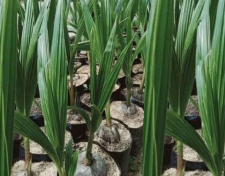 Diduga Kades Nanggala  Tidak Melunasi Pembayaran Bibit Kelapa.