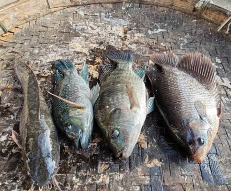 Dugaan Katapang Fiktif Desa Nanggala Cikeusik, Dana Desa Ratusan Juta Diduga Menguap, Tidak Produksi--GWI:Dana Desa Amanat Undang undang.