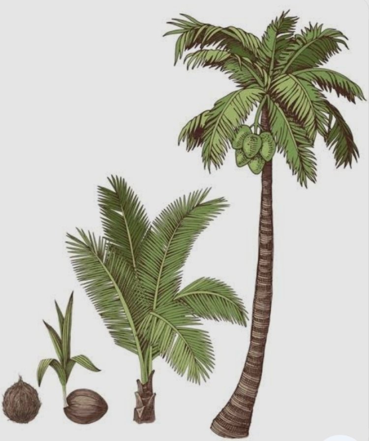 60 Juta Bibit Kelapa Nias Tak Kunjung Dibayar Dedi Irmawan Akan Laporkan Oknum Kades Nanggala