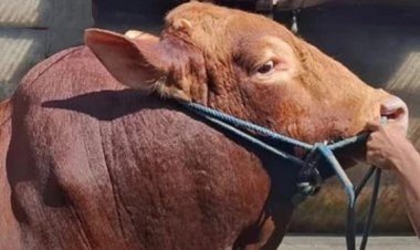 PRESIDEN PRABOWO SALURKAN 1.098 SAPI KURBAN PREMIUM BERAT 800 KG – 1 TON UNTUK 552 DAERAH