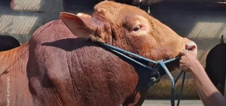 PRESIDEN PRABOWO SALURKAN 1.098 SAPI KURBAN PREMIUM BERAT 800 KG – 1 TON UNTUK 552 DAERAH