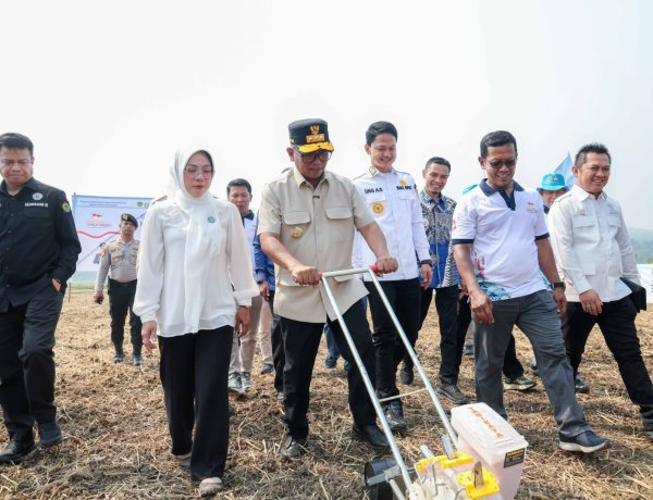 Gubernur Andra Soni Dorong Kolaborasi Wujudkan Swasembada Pangan Saat Panen Raya Padi Organik PS-08